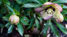 Eine Lenzrose von Gisela Schmiemann – gelb mit rosafarbenen Picotée-Streifen und dunkler Blütenmitte
