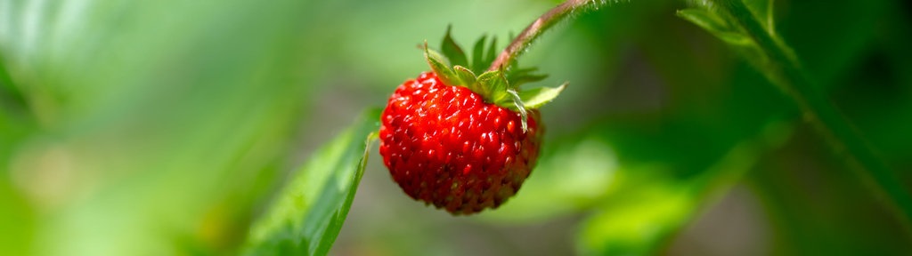 Walderdbeere (Fragaria vesca)