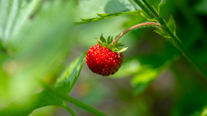 Walderdbeere (Fragaria vesca)