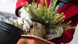 Eine junge Frau bepflanzt auf einem Balkon einen Blumenkasten mit einer winterharten Schneeheide