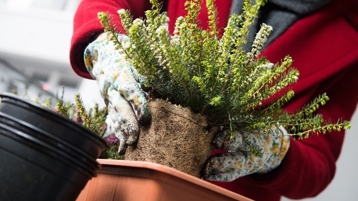Eine junge Frau bepflanzt auf einem Balkon einen Blumenkasten mit einer winterharten Schneeheide