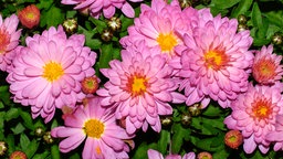 Blühende Chrysanthemen