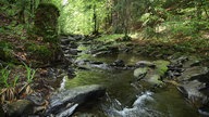 Bachlauf im Wald mit Felsen