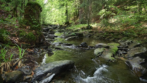 Bachlauf im Wald mit Felsen