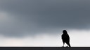 Ein Rabe sitzt auf einem Dach vor dunklen Wolken