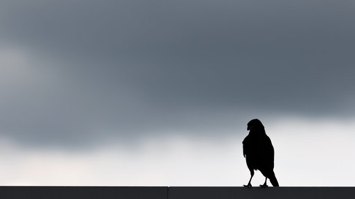 Ein Rabe sitzt auf einem Dach vor dunklen Wolken