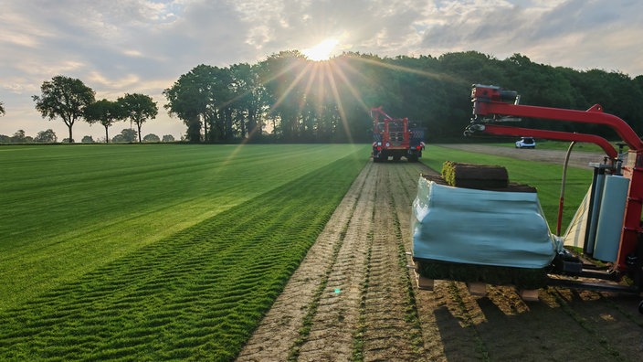 Erntemaschine schneidet Rollrasen im Sonnenaufgang