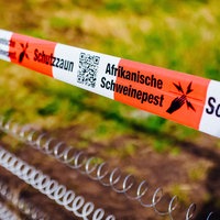 Auf einem gespannten Flatterband stehen die Worte "Schutzzaun" und "Afrikanische Schweinepest". Darunter befindet sich der Schutzzaun.