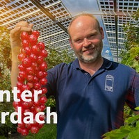 Alexander Grothues zeigt rote Johannisbeeren unter einem Solardach