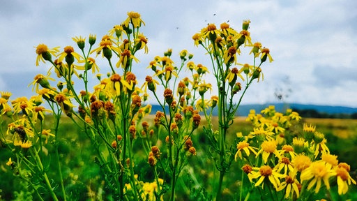 Gelbe Blumen auf einem Feld.