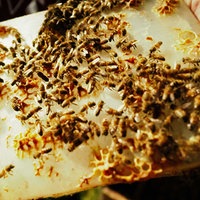 Ein Bienenvolk.