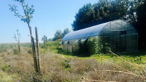 Ein Gewächshaus steht am Rand einer Wiese mit jungen Obstbäumen und Wildblumen, im Hintergrund ein Maisfeld und Bäume.