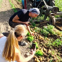 Ein Mann und ein Frau hocken am Feldrand und machen Fotos von der Kartoffelernte.