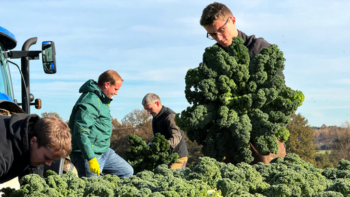 Der Landwirt und seine Helfer bei der Ernte