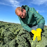 Landwirt Christian Drepper schneidet Grünkohl ab