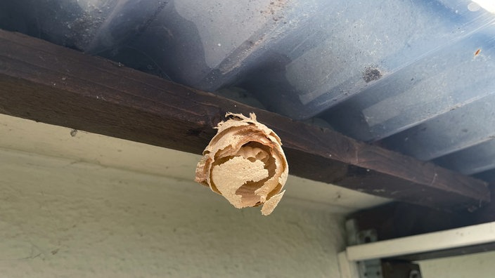 Das kleine Primärnest der Asiatischen Hornisse hängt unter dem Dach an einem Holzbalken.