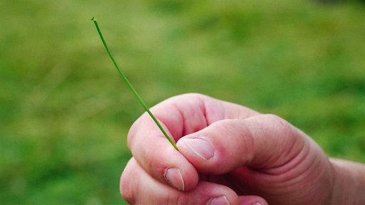 Eine Hand, die einen Grashalm hält. Im Hintergrund eine Weide.