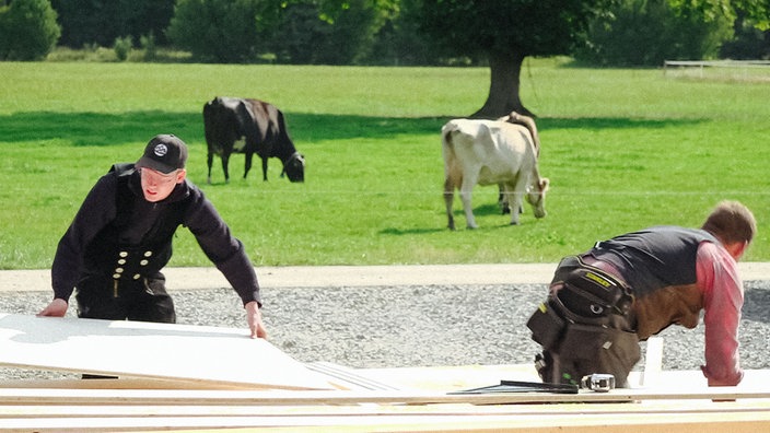Zwei Arbeiter sind über Holzbalken gebeugt, hinter ihnen stehen auf einer Wiese Kühe.