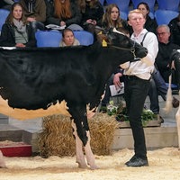 Jonas Neuber steht mit Rind Elsa in einer Halle und präsentiert das Rind