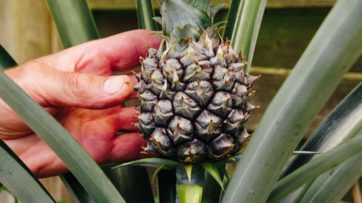 Eine unreife und kleine Ananas an einem Strauch, die von einer Hand festgehalten wird