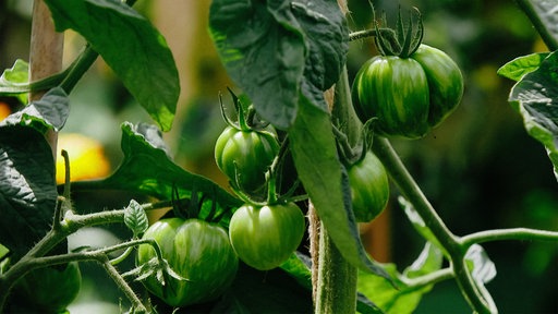 An einer Tomatenpflanze hängen einige noch grüne Tomaten.