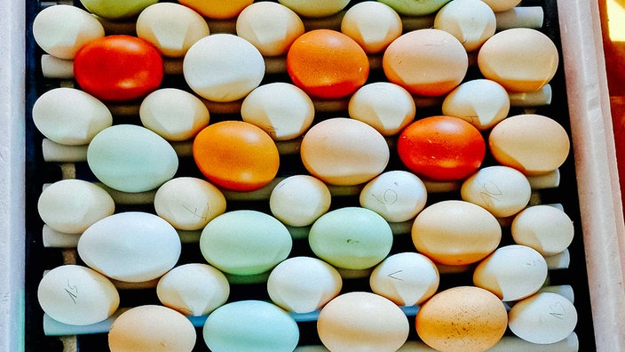 Eier in verschiedenen Farbtönen, von blau bis dunkelbraun