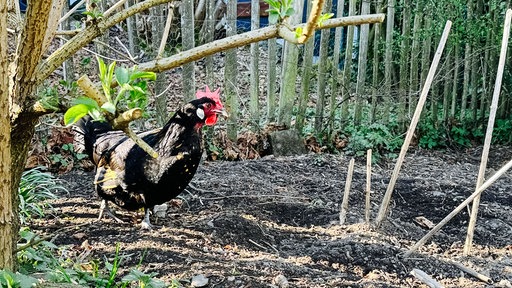 Ein schwarzes Huhn in einem Garten