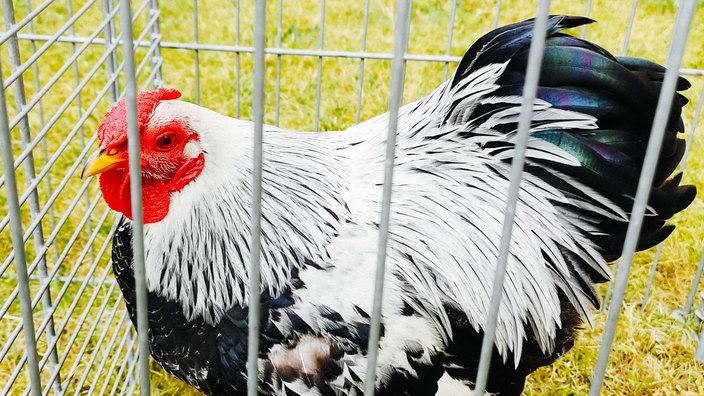 Ein Hahn mit schwarz-weißem Gefieder