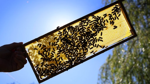 Ein Imker hält Bienenwaben mit Bienen darauf gegen die Sonne