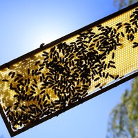 Ein Imker hält Bienenwaben mit Bienen darauf gegen die Sonne