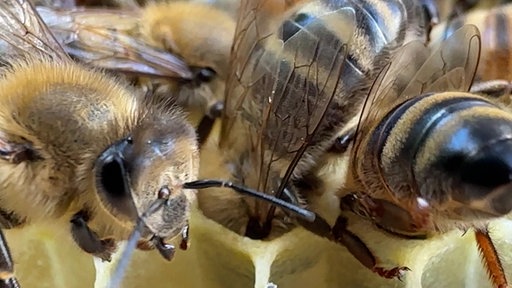 Bienen auf einer Wabe