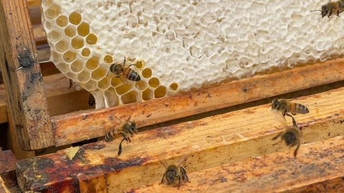 Mehrere Bienen an einer Wabe