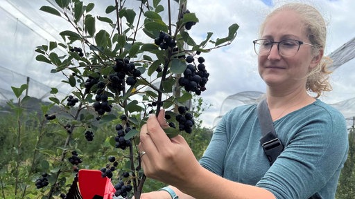 Franziska Schulze Mönking steht neben einem Strauch voll mit Junibeeren und sie pflückt mithilfe eines Ernetkamms