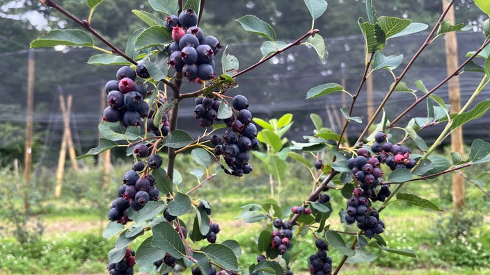 An einem Strauch hängen viele violett-schwarze Junibeeren