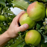 Eine Hand greift einen reifen Apfel von einem Baum