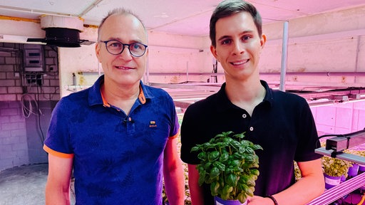 Stefan Lansmann-Niehaus und sein Sohn Thorsten stehen in einem ehemaligen Schweinestall. Im Hintergrund wachsen dutzende Basilikumpflanzen unter violettem Licht.