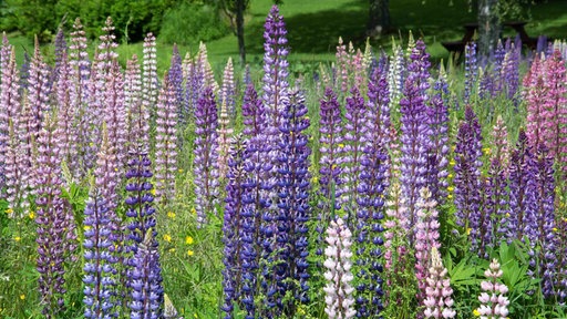 Auf einer Wiese stehen Lupinen in verschiedenen Violett- und Fliedertönen