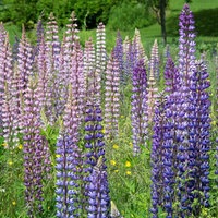 Auf einer Wiese stehen Lupinen in verschiedenen Violett- und Fliedertönen