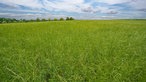 Eine Wiese mit langen grünen Grashalmen vor einem blauen Himmel mit weißen Schleierwolken.