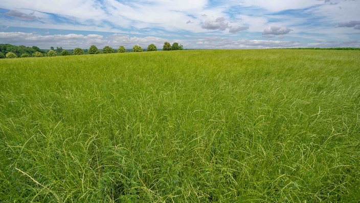 Eine Wiese mit langen grünen Grashalmen vor einem blauen Himmel mit weißen Schleierwolken.