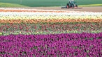 Auf einem Feld in Kapellen blühen Tulpen in verschiedenen Farben