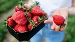 Eine junge Frau hält eine Schale mit frischen roten Erdbeeren und eine einzelne Erdbeere in ihren Händen.