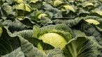 Auf einem Feld wächst Weißkohl dicht an dicht