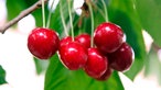 Reife, rote Kirschen hängen an einem Baum