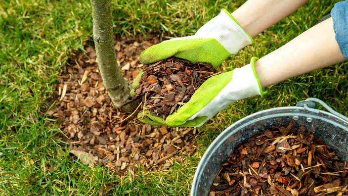 Mulchen um einen Baum herum mit Kiefernrindenmulch