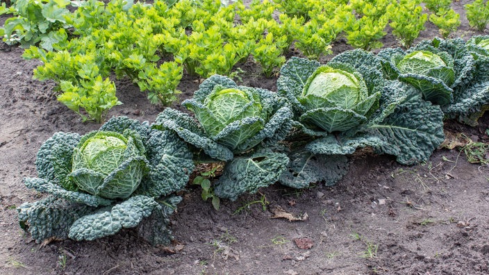 Gemüsebeet mit Wirsingkohl und Sellerie