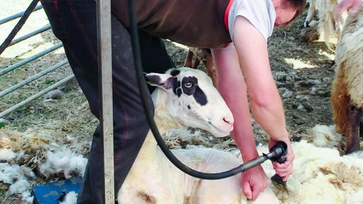 Nahaufnahme eines Schafes, während es geschoren wird. Der Mann beugt sich mit dem Gerät dabei über das Schaf