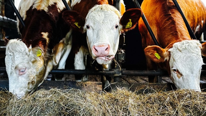 Drei Kühe stehen in einem Stall und fressen Heu