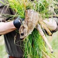 Ein Mann trägt ein Rehkitz über das Feld.