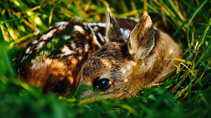 Rehkitz drückt sich ins Gras
